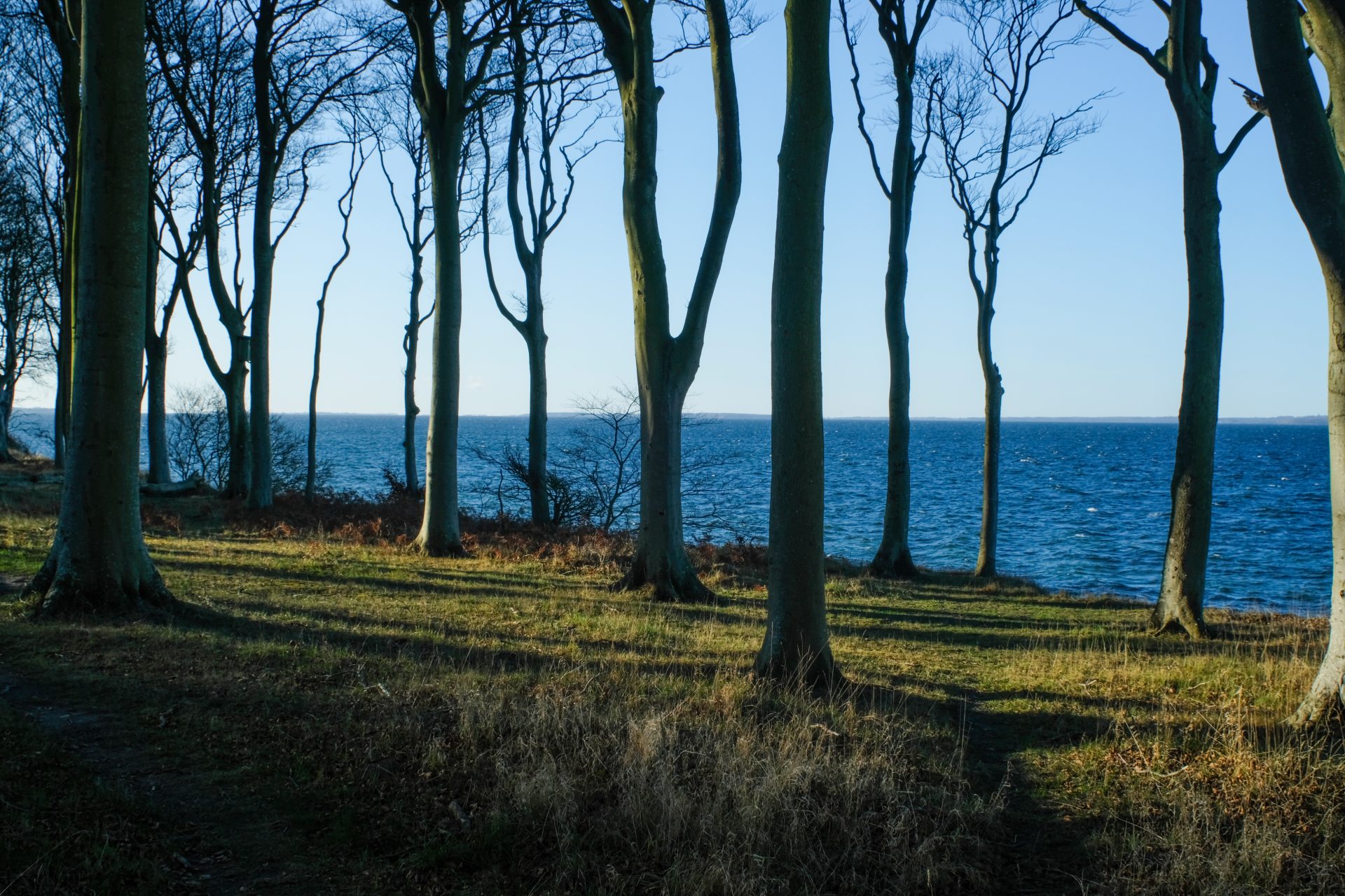 Trees at the baltic coast