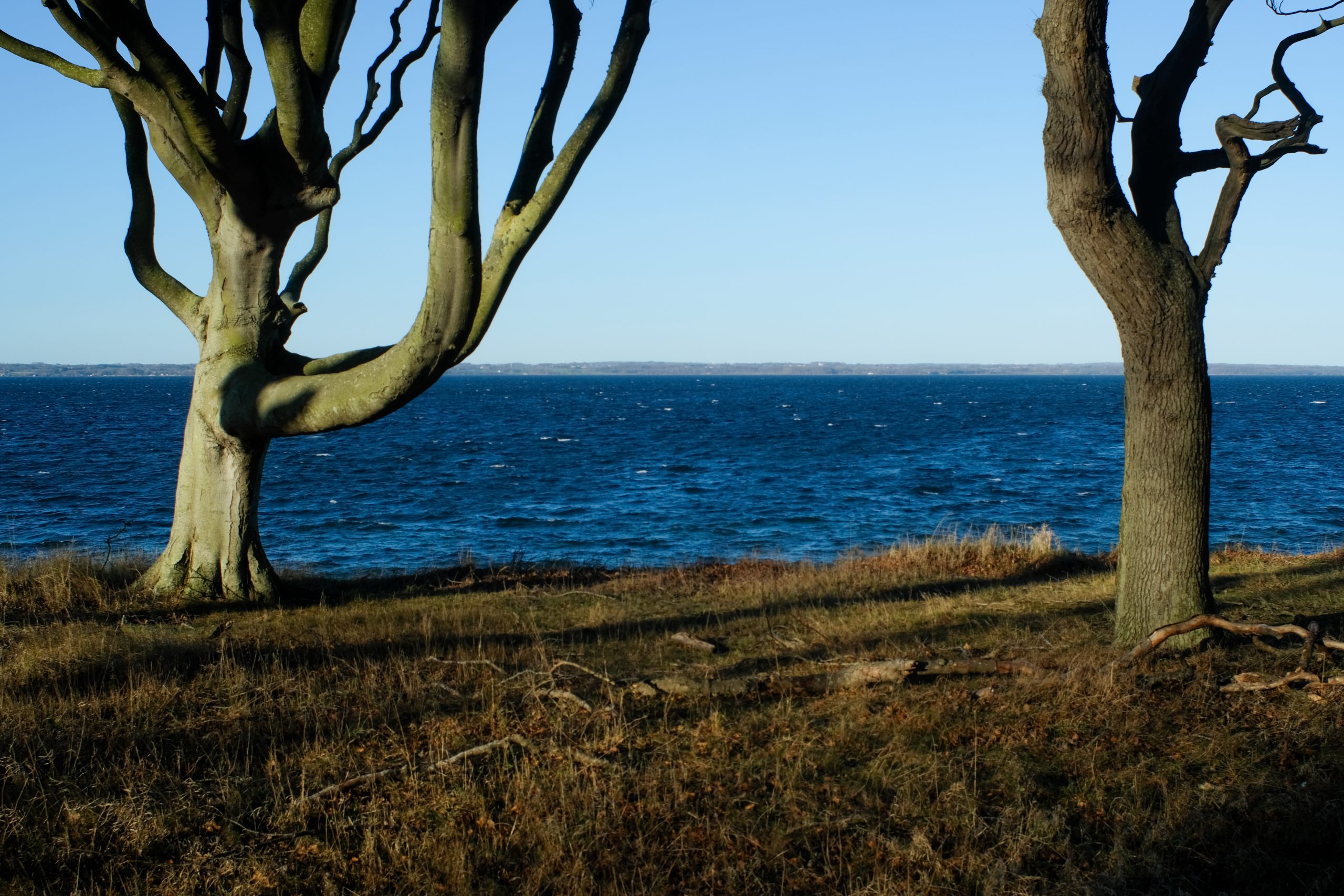 Baltic Trees