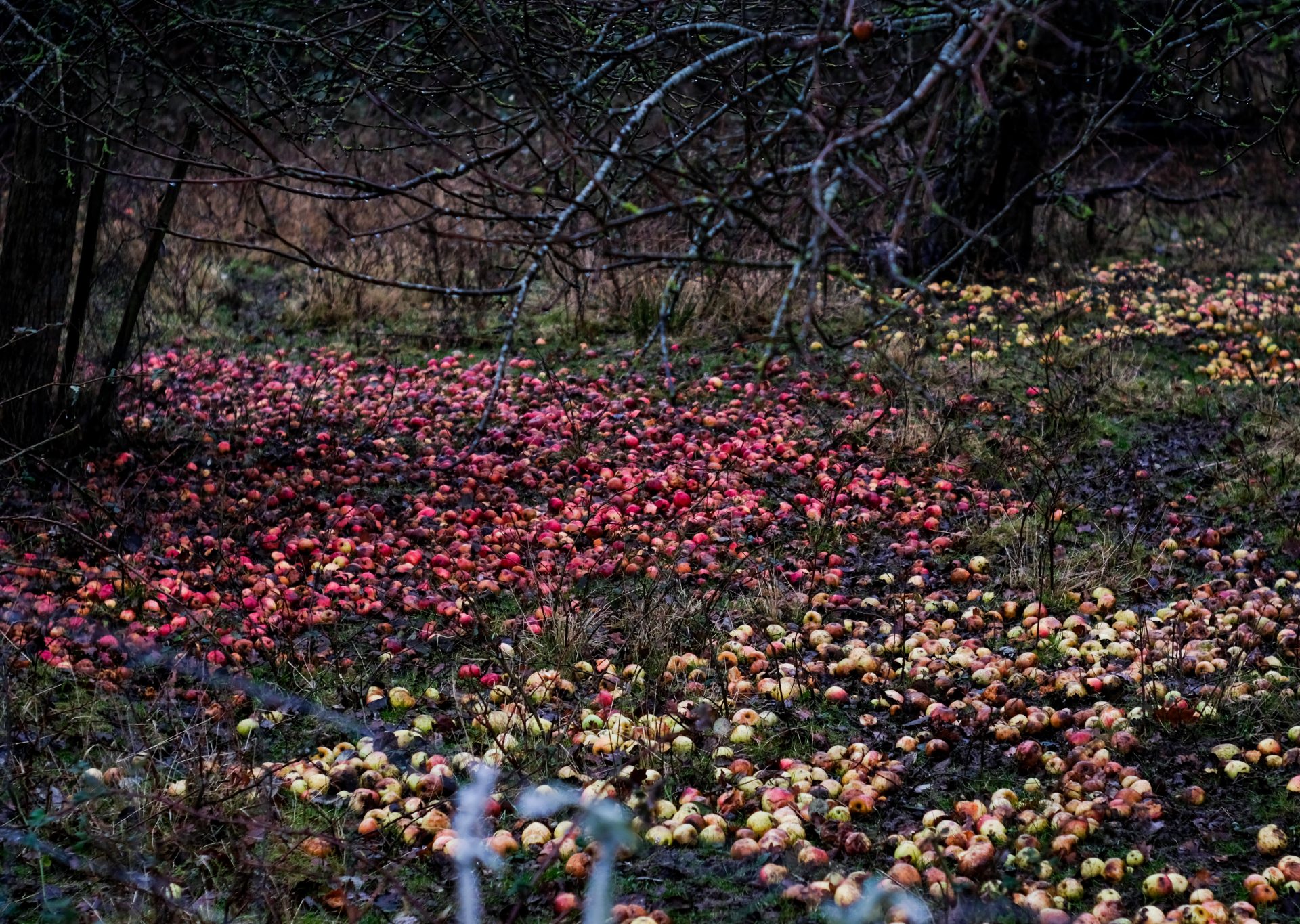 Red and yellow apples lying on the ground beneath trees. Rote und gelbe Äpfel liegen unter Bäumen