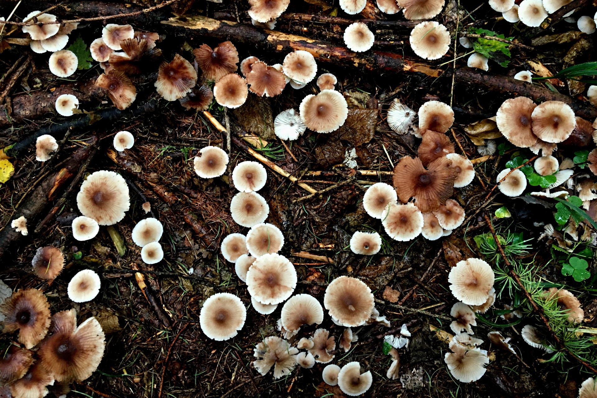 Mushrooms in an autumn forest, Pilze im Herbstwald